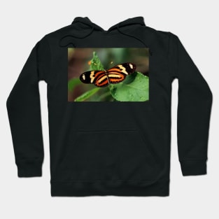 Butterfly - Iguazu, Argentina Hoodie